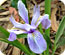 Spring Color at San Mateo County Parks